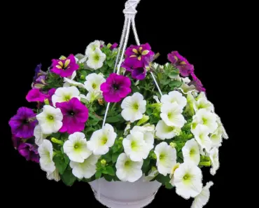 7 Tips to Keep Hanging Baskets Hydrated During Summer Heat