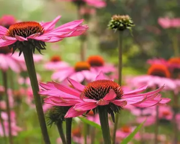 7 Secrets to Plant & Grow Coneflower