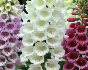 Best Plant Delivery Services: 3 Top Picks from The Spruce