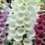 Best Plant Delivery Services: 3 Top Picks from The Spruce
