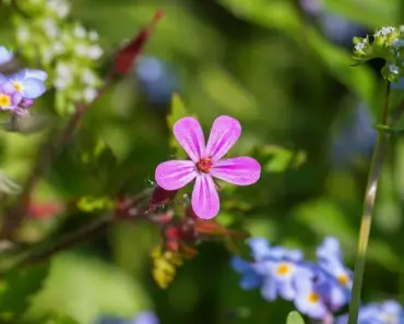 Easy Tips to Plant and Grow Soapwort