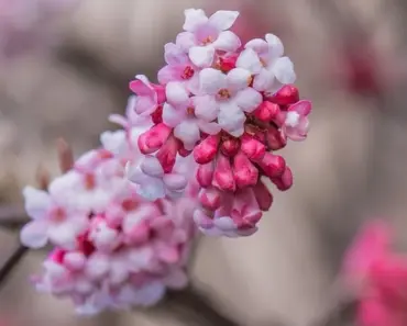 7 Best Patio Pot Plants That Flower Every Year