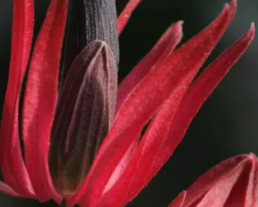 7 Reasons Why the Unicorn Plant Promises Big Blooms