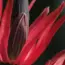 7 Reasons Why the Unicorn Plant Promises Big Blooms