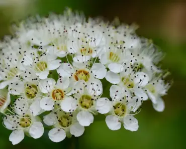 5 Essential Steps to Plant and Grow Spirea