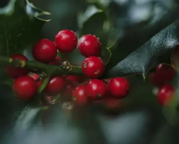 Ways to Grow & Care for Inkberry Holly Like a Pro