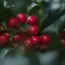 Ways to Grow & Care for Inkberry Holly Like a Pro