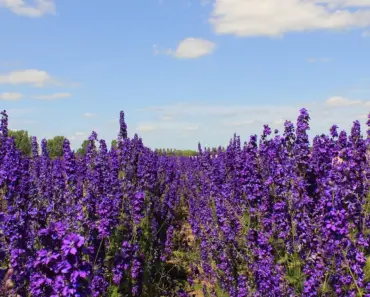 7 Steps to Plant and Grow Delphiniums 7 Steps to Plant and Grow Delphiniums