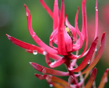5 Essential Tips to Plant & Grow Leucadendron