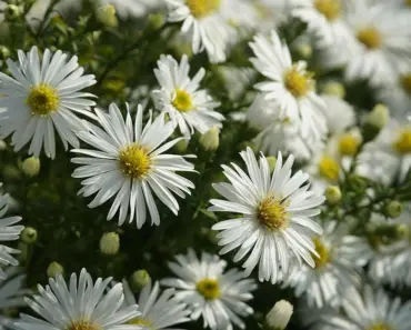 5 Secrets to Plant and Grow Stokes’ Aster