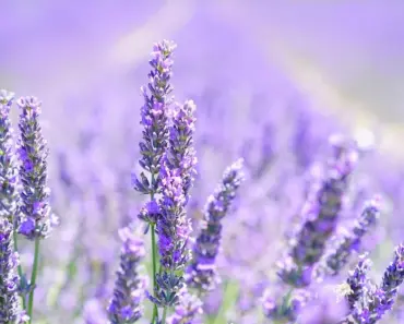 5 Reasons This Fragrant Perennial Quietly Replaces Lavender