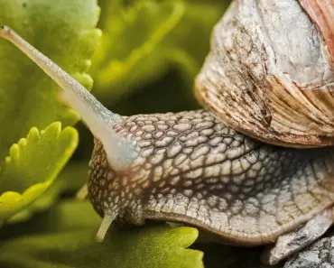 Apple Tree Leaves Curling? 5 Diseases It Indicates