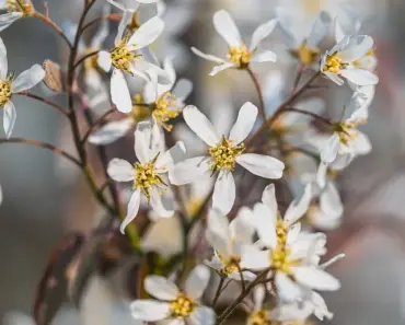 7 Tips to Plant and Grow Serviceberry