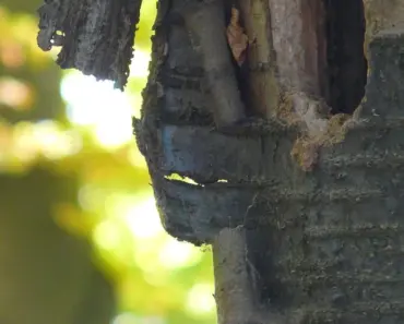 7 Easy Ways to Stop Woodpeckers Damaging Your Home
