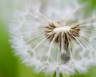 13 Easiest Flowers to Grow from Seed