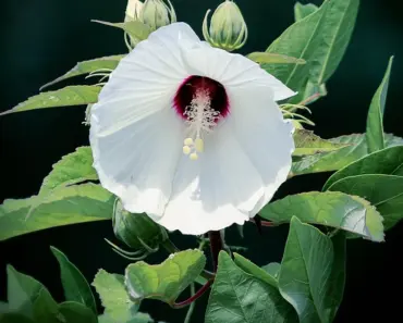 5 Tips to Plant & Grow Tropical Hibiscus