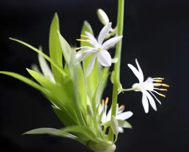 13 Easy Houseplants Anyone Can Grow