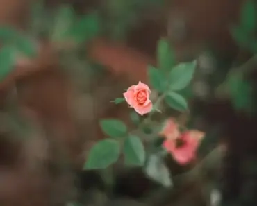 5 Easy Ways to Plant & Grow Miniature Roses