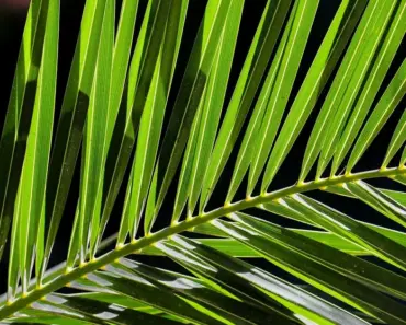 5 Simple Steps to Plant and Grow Lady Palm