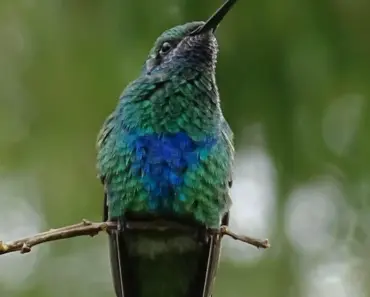 7 Secrets to Attract Hummingbirds