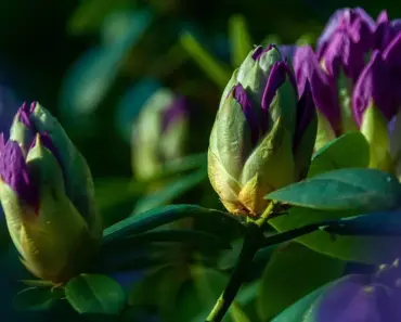 7 Steps to Plant & Grow Rhododendron Shrubs