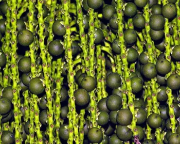 5 Secrets to Plant, Grow & Care for Fishtail Palm