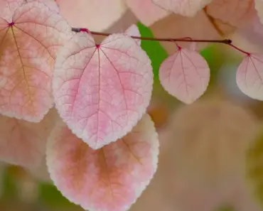 5 Tips to Plant & Grow a Katsura Tree