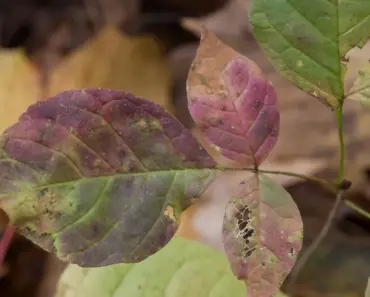 7 Ways to Safely Remove Poison Ivy
