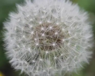 Plant These 9 Flower Seeds in May for Summer Blooms