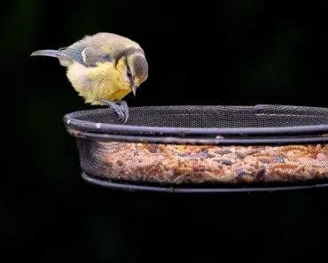 Stop Rats Now: 7 Quick Bird Feeder Fixes