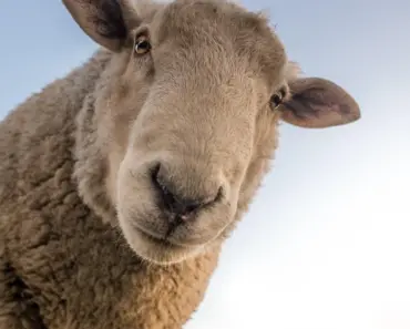 7 Proven Ways to Plant & Grow Woolly Stemodia