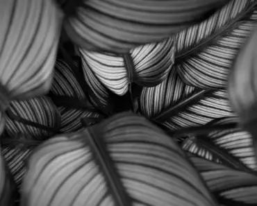 Secrets to Grow & Care for Calathea Ornata
