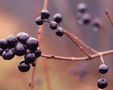 5 Easy Steps to Plant and Grow Privet