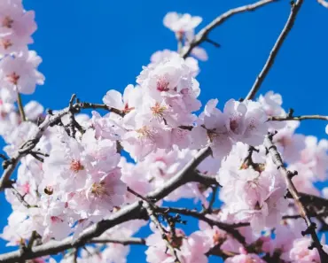 7 Tips to Plant and Grow Flowering Cherry
