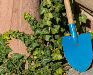 7 Best Garden Spades: Ultimate Buying Guide