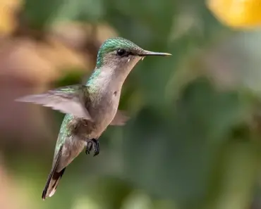 7 Delicious Hummingbird Nectar Recipes They’ll Love!