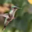 7 Delicious Hummingbird Nectar Recipes They’ll Love!