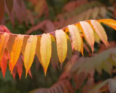 7 Essential Steps to Plant and Grow Sumac