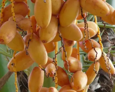 5 Steps to Plant and Grow a Date Palm Tree