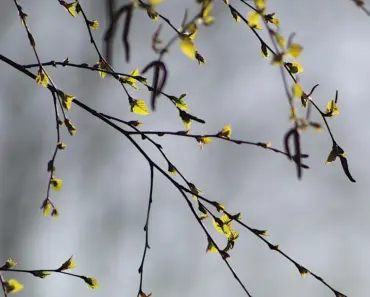 5 Proven Steps to Plant and Grow a Birch Tree
