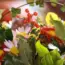11 Colorful Foliage Plants for Lasting Fall Containers