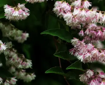 5 Simple Steps to Plant and Grow Deutzia
