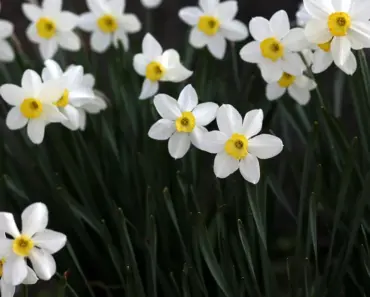 5 Tiny Fast-Growing Perennial Flowers That Bloom Quickly