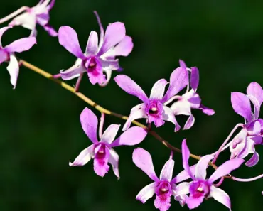 Dendrobium Orchids: 7 Grow & Care Secrets