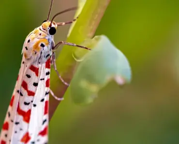 5 Tips to Plant & Grow Variegated Ribbon Grass