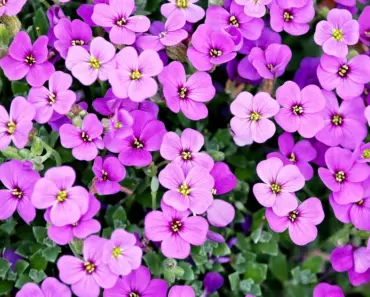 5 Overrated Perennials You Should Skip This Spring