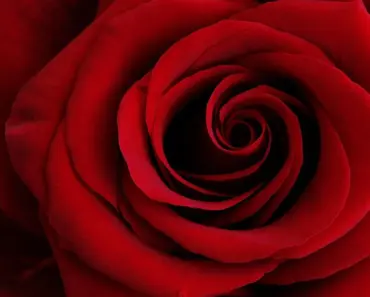 Meaning Behind Every Birth Month Flower