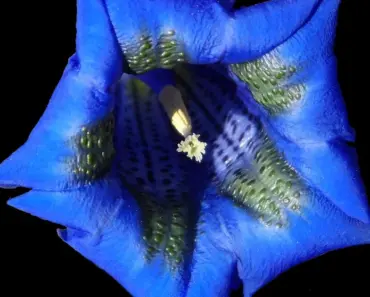 Plant and Grow Gentian: 7 Secrets
