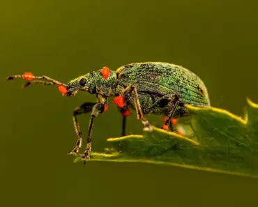 7 Best Bug-Repelling Outdoor Finds for Pest-Proof Yard