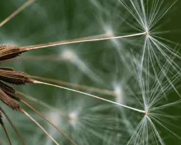 Waiting for Grass Seed to Grow? Here Are 5 Key Factors